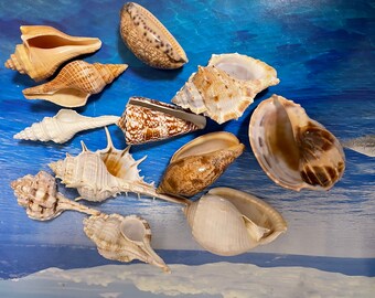 フロリダ産の珍しい貝殻：海岸風のインテリアにぴったりの海の貝殻