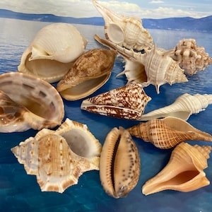 Conchiglie rare dell'oceano. Magnifiche conchiglie da spiaggia. Assortimento di rare conchiglie della Florida, perfette per decorazioni per la casa, progetti artistici o come regalo premuroso
