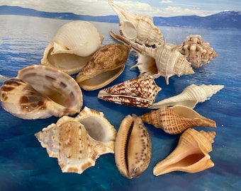 Extra Small Seashell Assorted Ocean Mix (approx. 1 cup, 65-75 shells  .50-.75 inches)