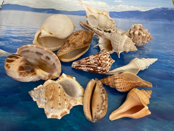 Rare Ocean Shells. Magnificent Beach Shells. Décor for Home, Boat,  Aquariums and More. Natural Beauty From the Sea. Florida Seashells. 