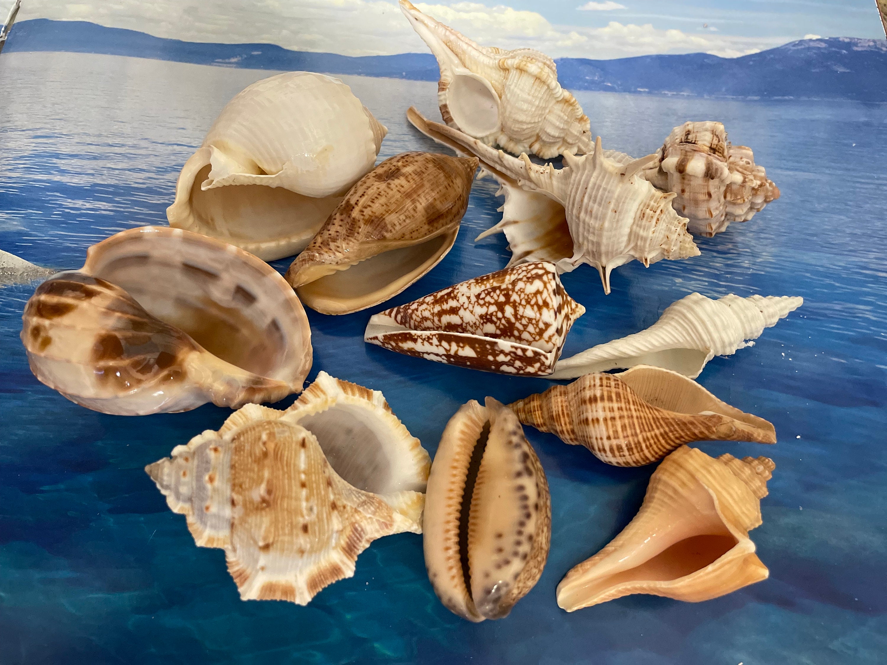 Coastal Florida Seashells Collection