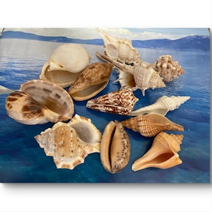 May include: A selection of seashells in shades of white, brown, and tan, displayed on a blue surface. The shells are of different sizes and shapes, including conch, spiral, and clam shells. The image highlights the natural textures and colours of the sea.