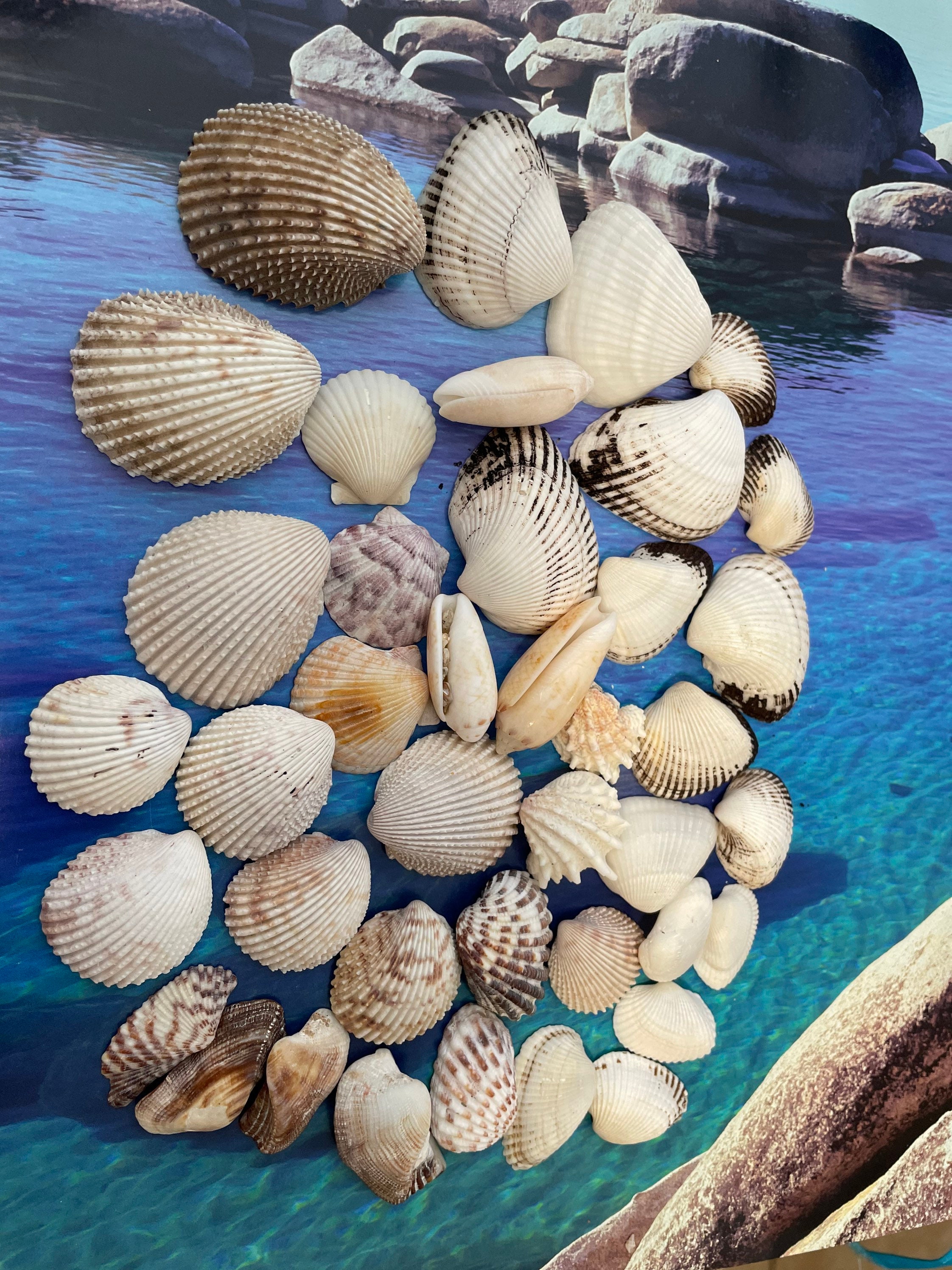 Ocean Shells. Beach Shells. Decor for Marine Aquariums, Interiors