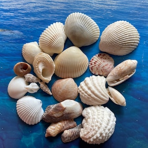 Beach Seashells - Natural Shells, Ocean Seashells,Craft Aquarium Sea Decor, Gifts, Handicrafts,Jewelry Shells