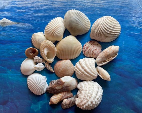 Beach Seashells - Natural Shells, Ocean Seashells,Craft Aquarium Sea Decor,  Gifts, Handicrafts,Jewelry Shells