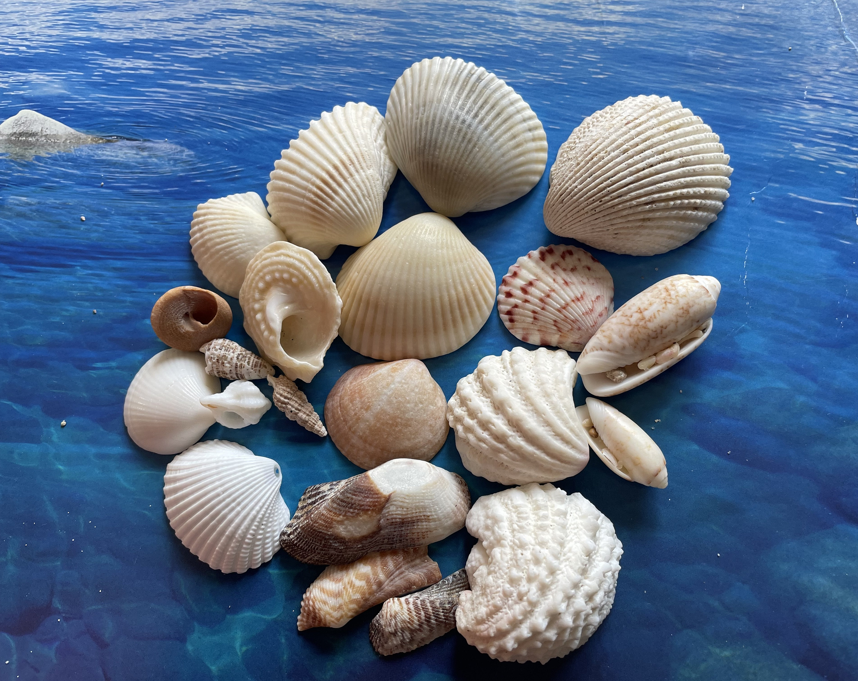 Ocean Shells. Beach Shells. Decor for Marine Aquariums, Interiors