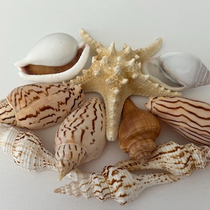 Rare ocean shells.  Beach shells. Assorted Rare Florida Seashells  Perfect for Home Décor