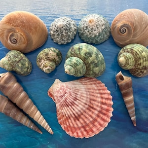 12 pezzi di conchiglie da spiaggia - conchiglie naturali, conchiglie oceaniche, decorazioni per acquari, regali, artigianato, conchiglie per gioielli