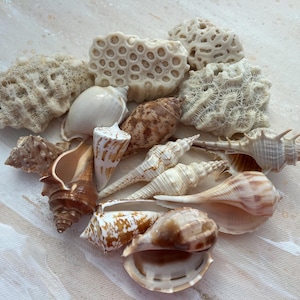 Spiagge di corallo Coral Florida Fossil Coral Florida spiaggia. Conchiglie Spiaggia corallo. Conchiglie esclusive. Regalo spiaggia