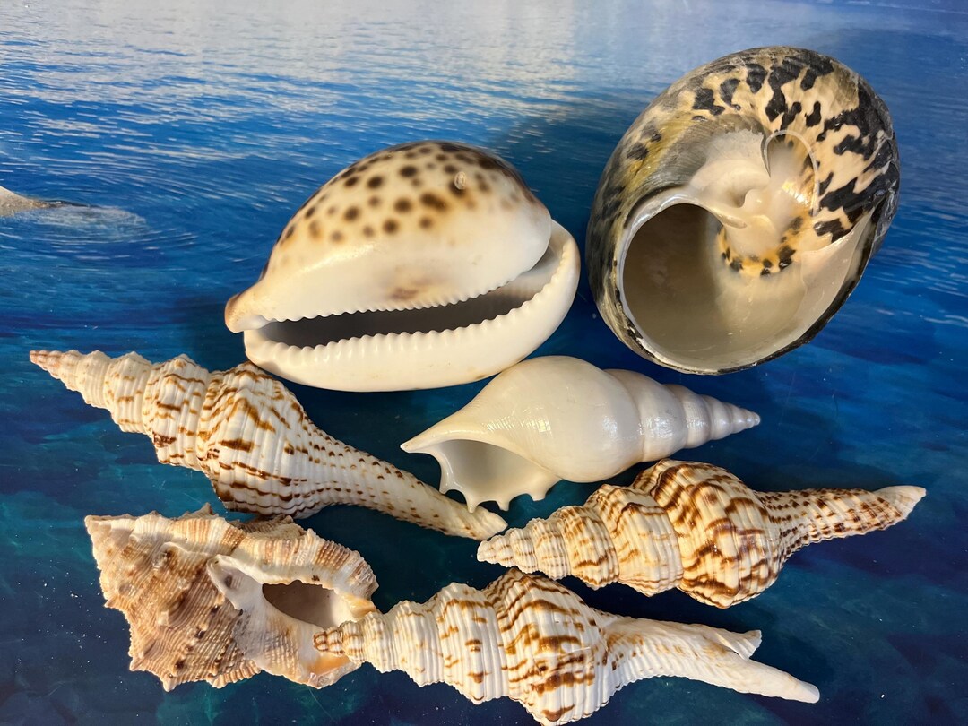 Cuban Shells Assorted Natural Beach Shells: Coastal Decor Collection - Etsy