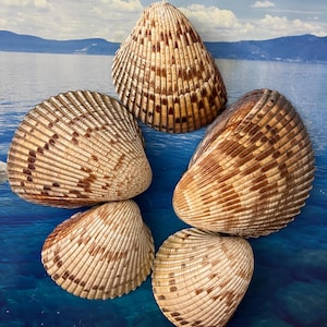 Giant Atlantic Seashells: Coastal Home Decor, Beach Wedding Decor (5pcs)