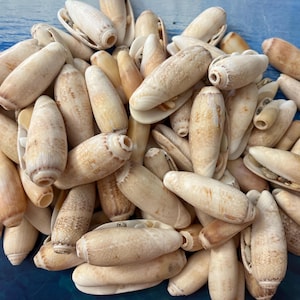 Puede incluir: Un montón de conchas marinas beige y bronceadas de varias formas y tamaños. Algunas conchas están abiertas, revelando el interior. Las conchas tienen un aspecto liso y pulido, y están dispuestas sobre una superficie azul.