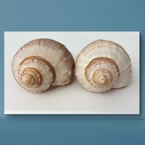 Rare ocean shells. Atlantic Whelk Sea Shell  Magnificent beach shells. Assorted Rare Florida Seashells Home Décor, Art Projects,