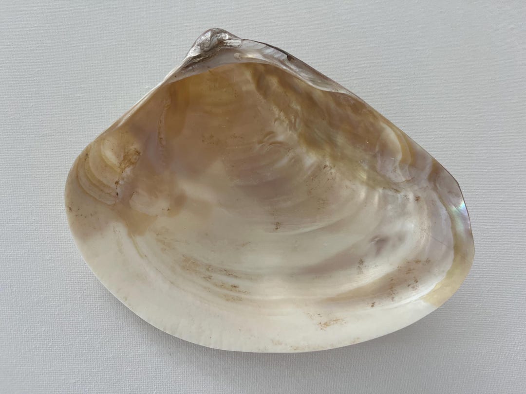 Venus Shell Large Venus Clam Shell: Natural Mother of Pearl Coastal Decor - Etsy