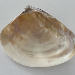 Venus Clam Shell Genuine Seashell   Decorative Large Shell Mother of Pearl Plate  Shell Collecting  Decor Living Room Beach Bathroom Decor
