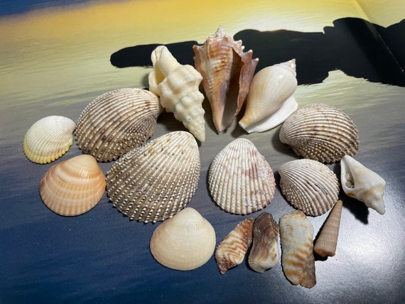 Other, Sea Shells for Decoration