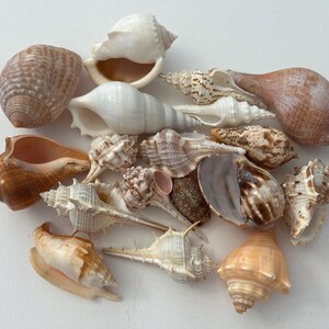 Rare ocean shells. Assorted Florida Seashells – 18 Beautiful Pieces for Home Décor, DIY Crafts, or Art Projects