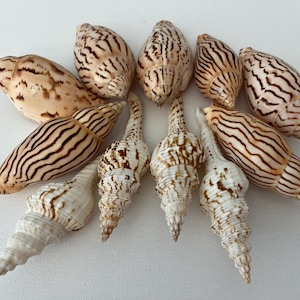 Rare ocean shells. Magnificent beach shells. Assorted Rare Florida Seashells, accent interior, shells gifts