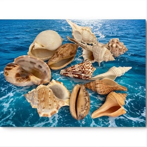 Conchas raras da Flórida: conchas oceânicas variadas para decoração de casas com estilo costeiro.