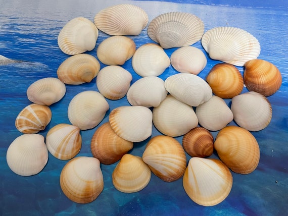 Beach Seashells - Natural Shells, Ocean Seashells,Craft Aquarium Sea Decor,  Gifts, Handicrafts,Jewelry Shells