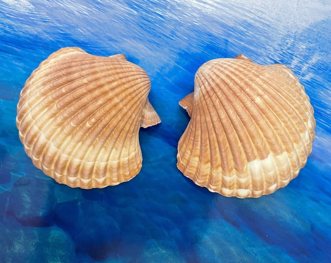 Coastal Beach Decor β Siesta Key Sand & Seashell Glass Vase, Home Decor ...