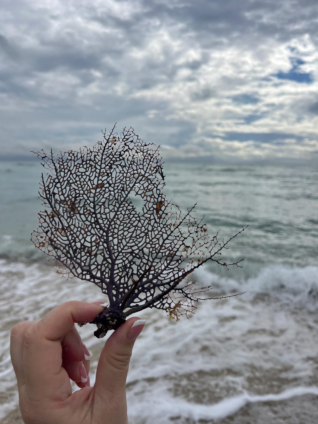 Ocean Fan Natural Dried Ocean Sea Fans Sea Fans Coral Beach Natural Coral Ocean ...