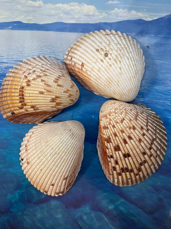 Ocean Shells. Beach Shells. Decor for Marine Aquariums, Interiors