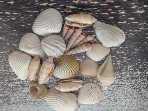Beach Seashells - Natural Shells, Ocean Seashells,Craft Aquarium Sea Decor,  Gifts, Handicrafts,Jewelry Shells