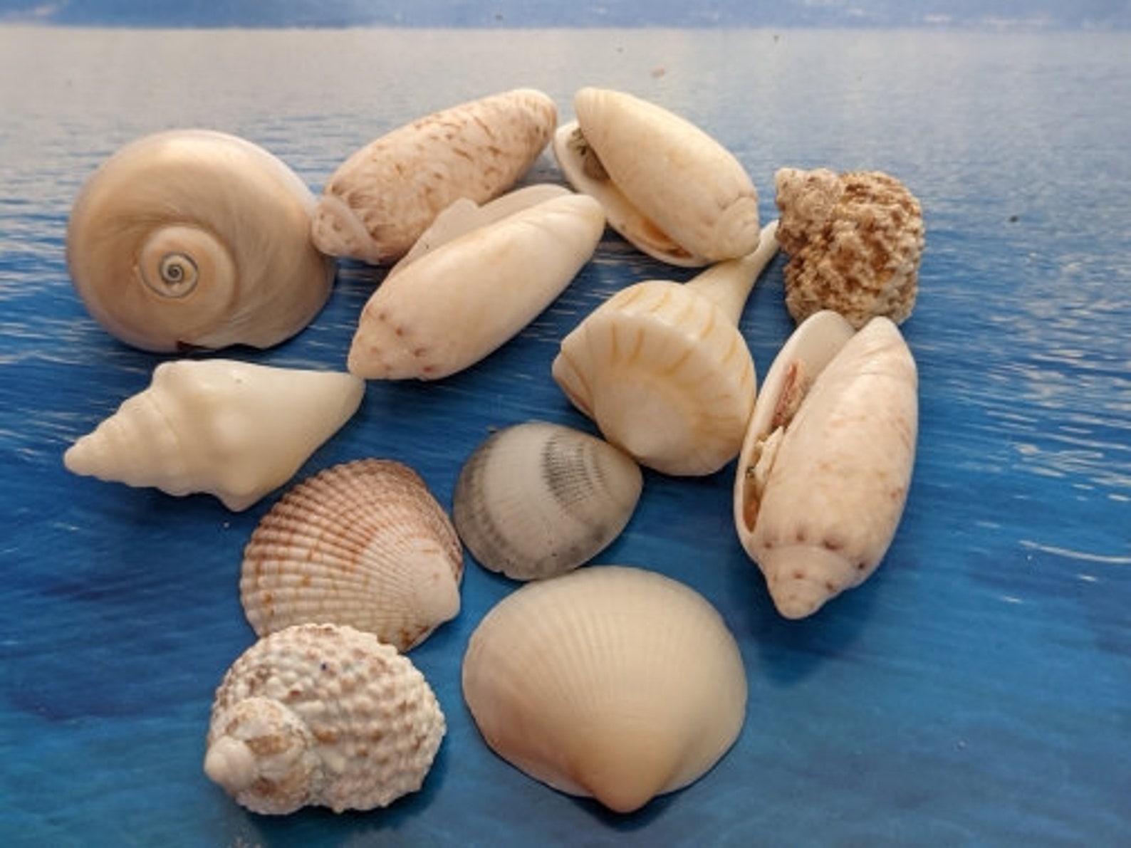 Mixed Seashells Natural Shells Ocean Seashells Beach Etsy UK