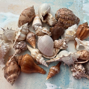 Conchiglie rare dell'oceano. Magnifiche conchiglie da spiaggia. Assortimento di rare conchiglie della Florida, perfette per decorazioni per la casa, progetti artistici o come regalo premuroso