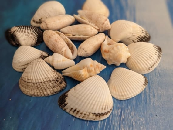 Beach Sea Shell Mix. Gift Shells. Decor for Home, Aquarium