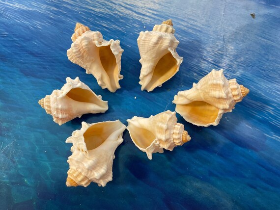 Ocean Shells. Beach Shells. Decor for Marine Aquariums, Interiors, Art  Shell, Seashells Set, Shells for Home, Large Shells. 