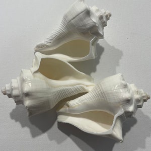 White Melongena Conch Shells (Set of 3) - Craft & Home Decor