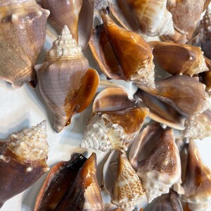 26 pezzi di conchiglie da spiaggia - conchiglie naturali, conchiglie oceaniche, decorazioni artigianali per acquari e mari, regali, artigianato, conchiglie per gioielli