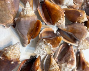 Große, natürliche Muscheln, echte Meeresmuscheln, Stranddeko, Bastelbedarf, Badezimmerdeko im Küstenstil, Muschelmischung
