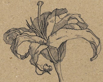Lilium Flower Print, Pencil and Ink Illustration
