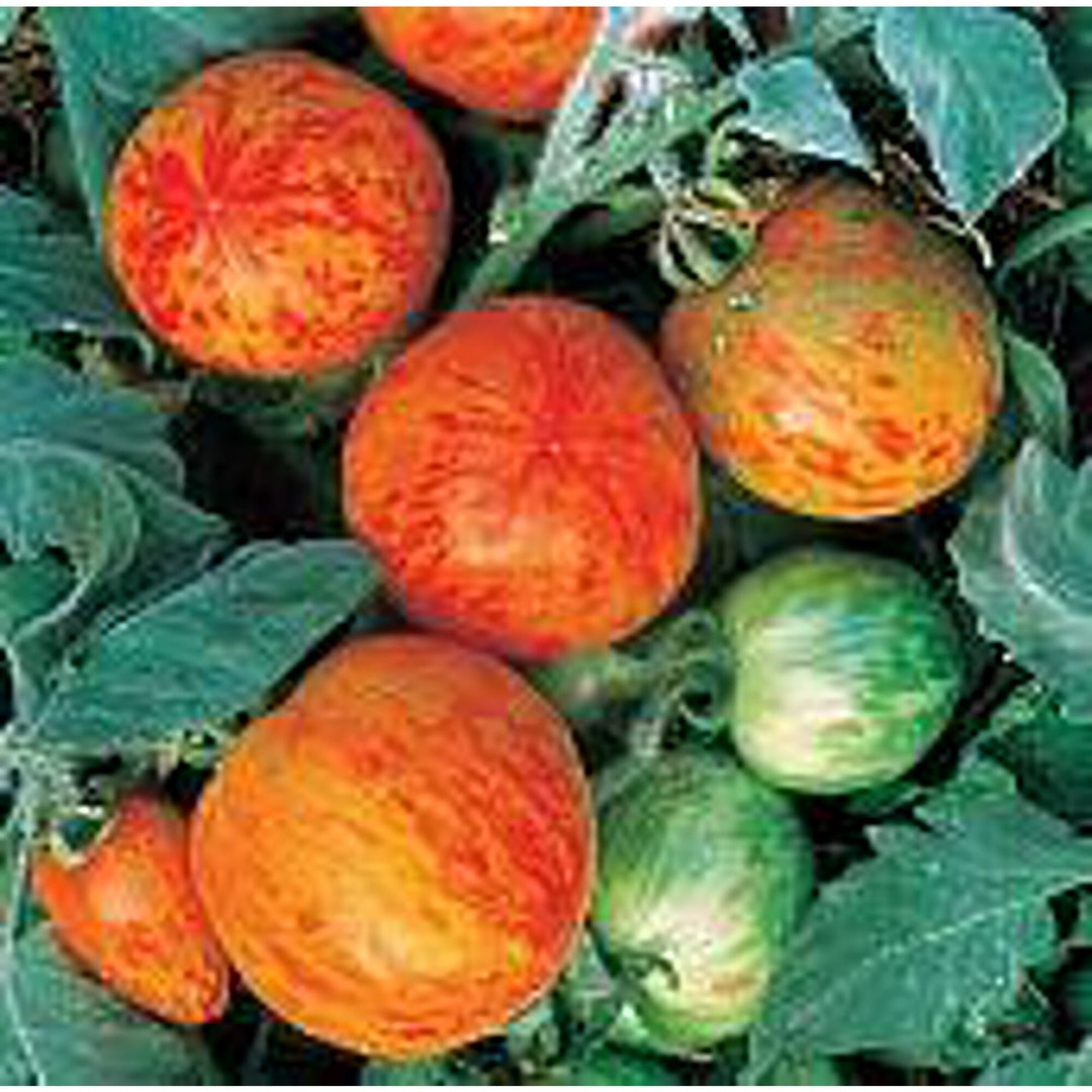 Elberta Peach Tomato Seeds Etsy