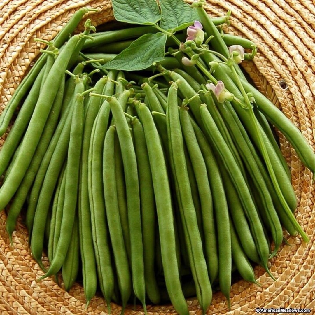 Provider Green Bean Seeds Etsy