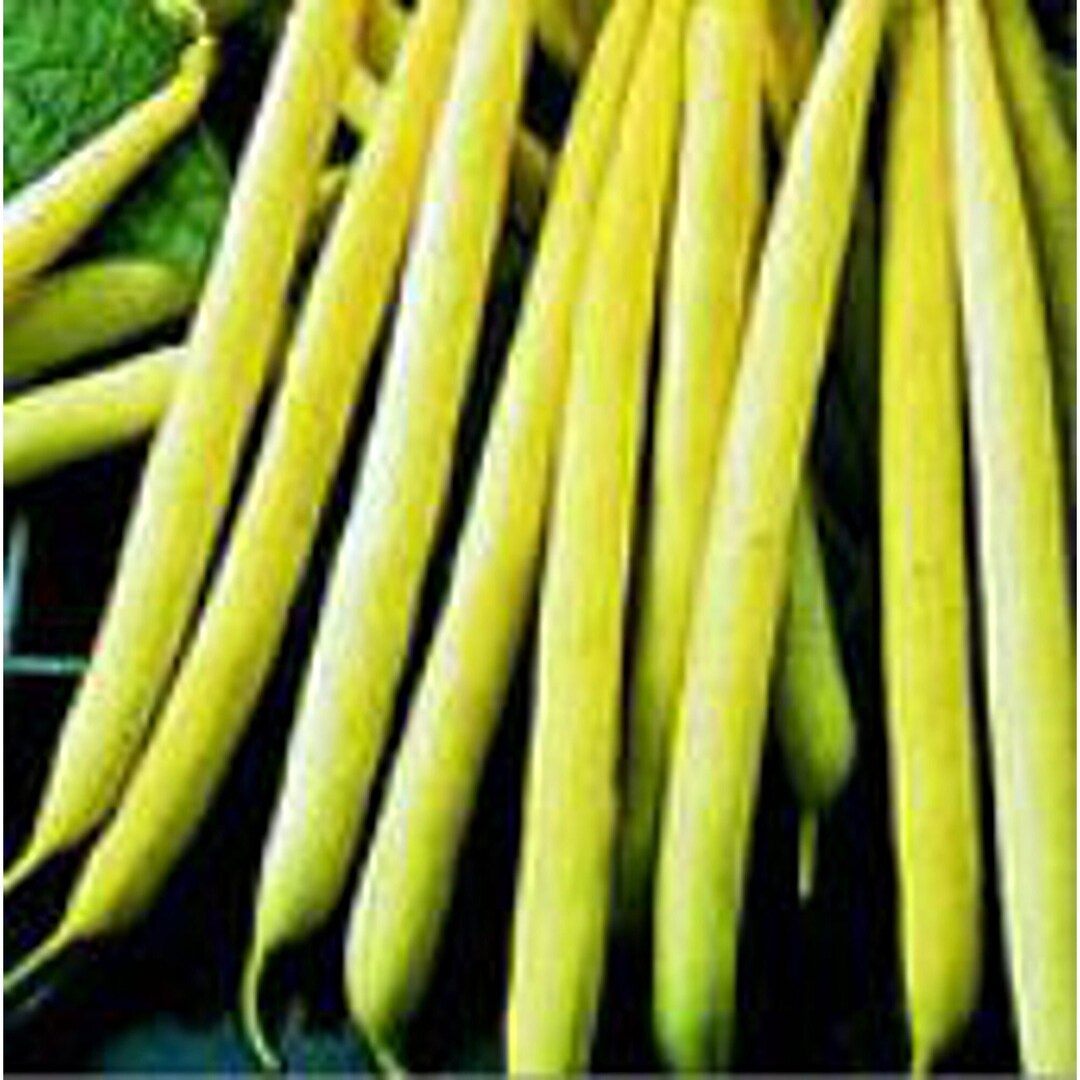 Kentucky Wonder Wax Pole Beans Seeds Etsy
