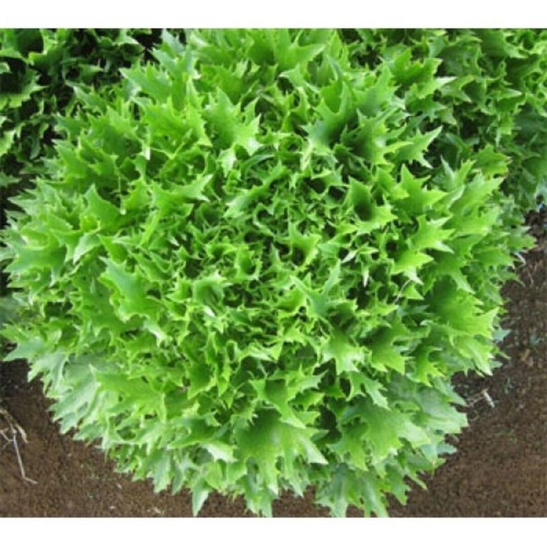 Tango Lettuce Seeds Etsy