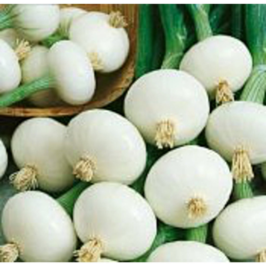Crystal White Wax Onions Seeds Etsy