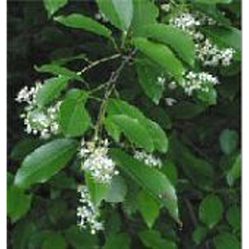 Black Cherry Tree Seeds Etsy