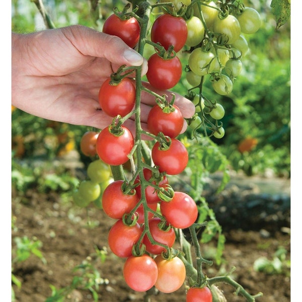 Sun Peach Tomato Seeds