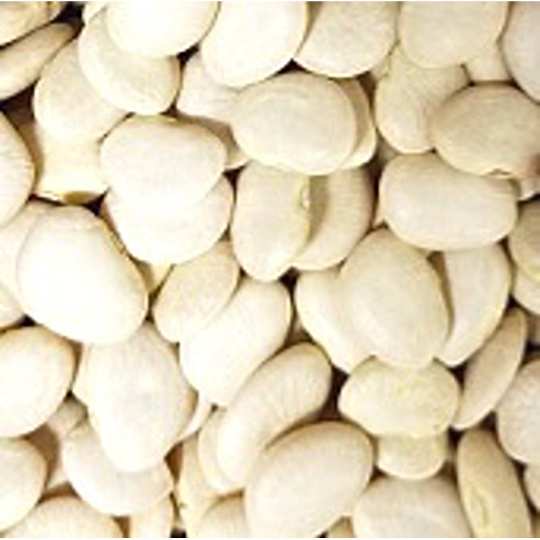 Willow Leaf Lima Beans Seeds Etsy