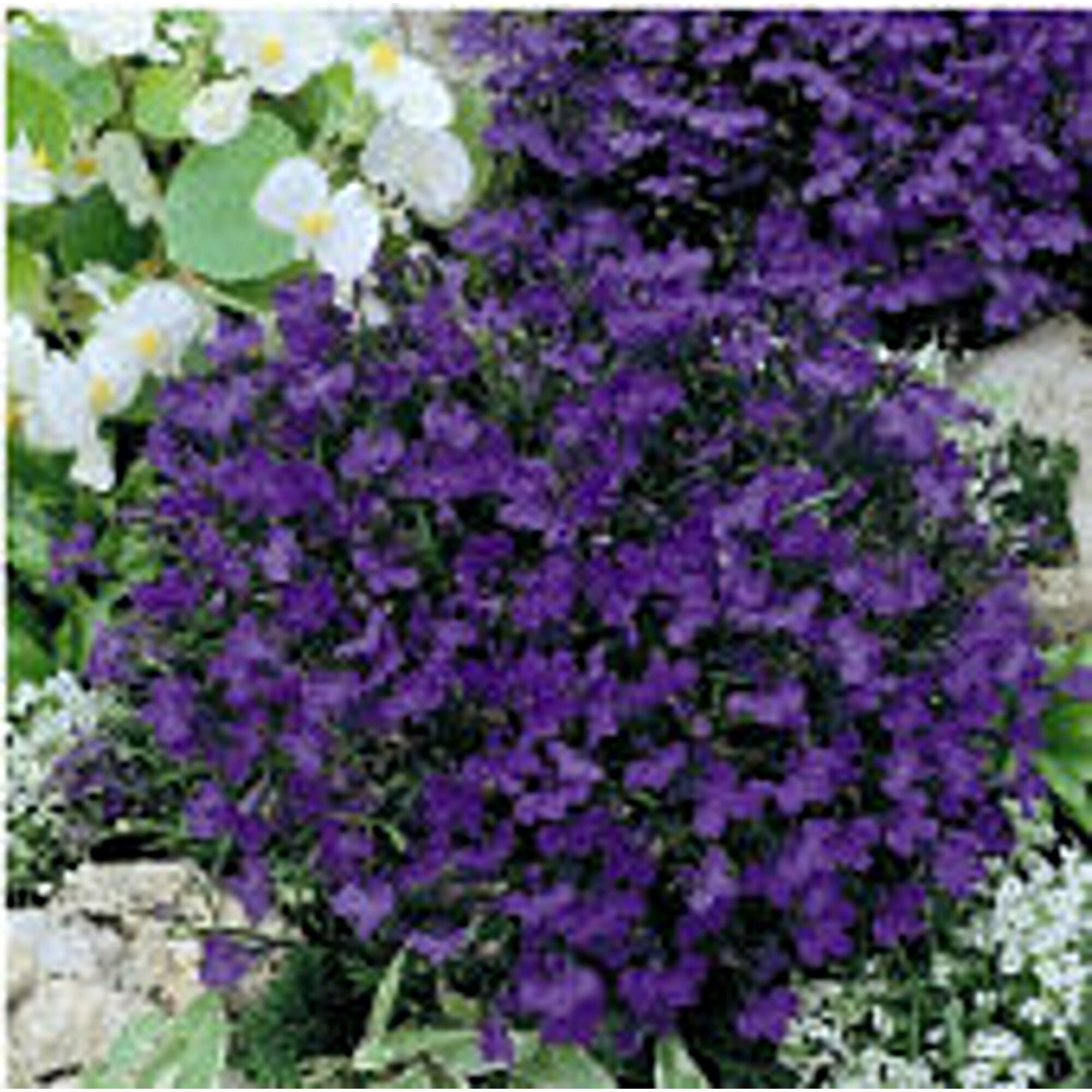 Lobelia outlet crystal palace