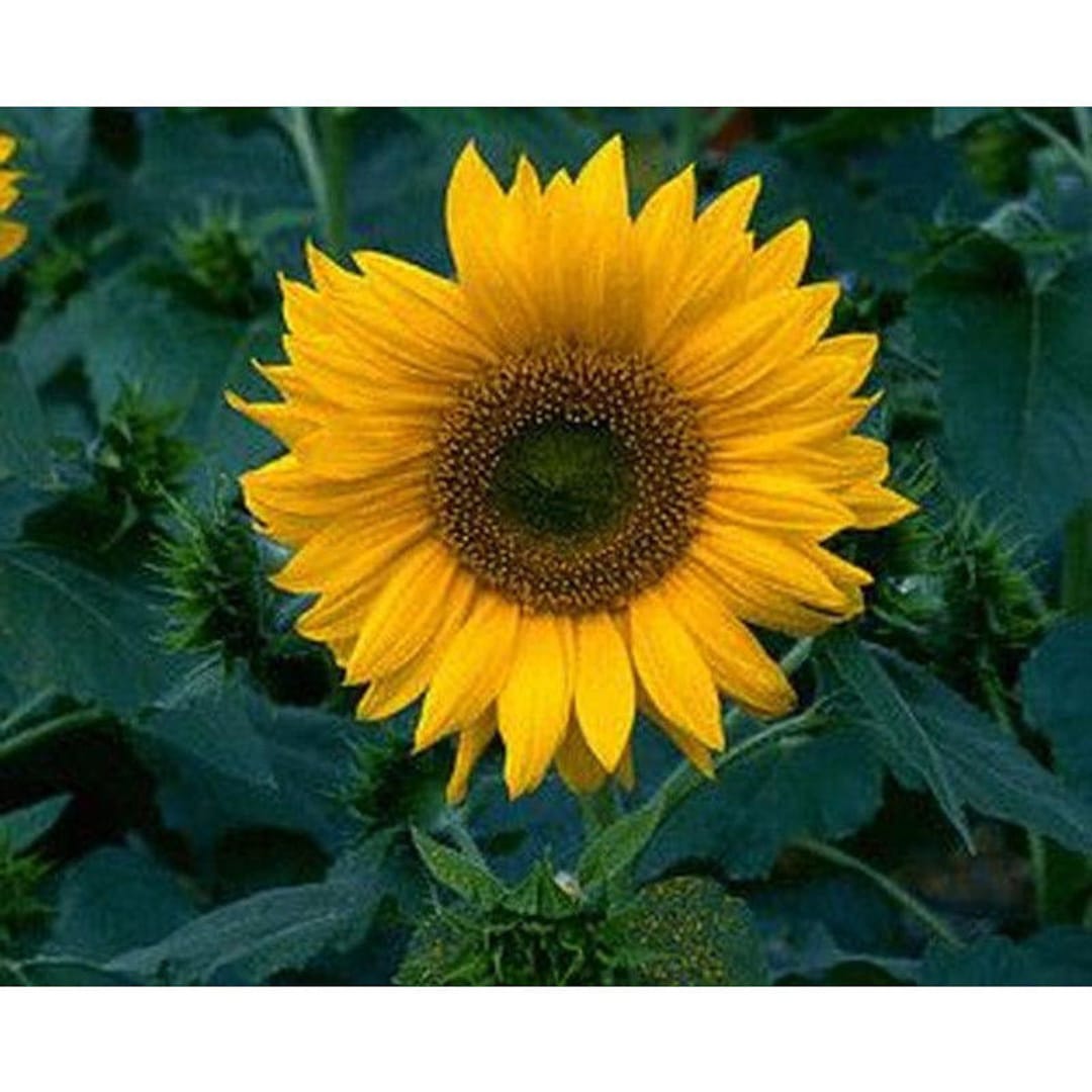 Sunspot Dwarf Sunflower Seeds Etsy
