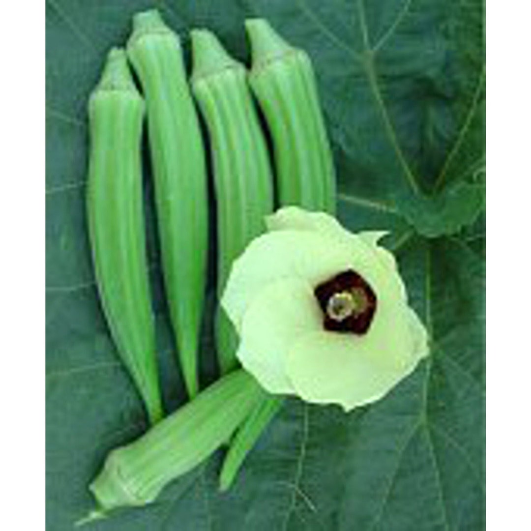 Perkins Dwarf Long Green Okra Seeds Etsy