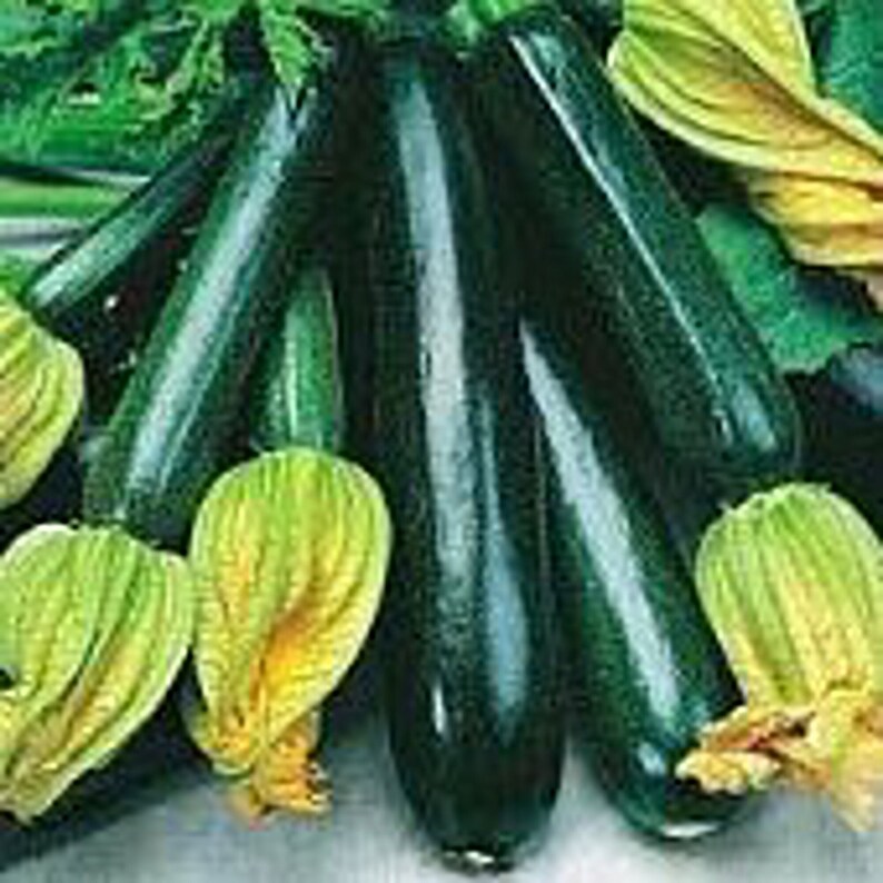 Black Beauty Zucchini Squash Seeds Etsy
