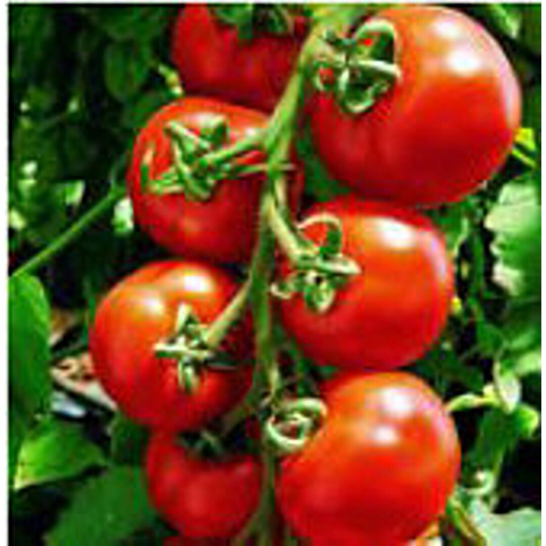 Sugar Lump Tomato Seeds Etsy