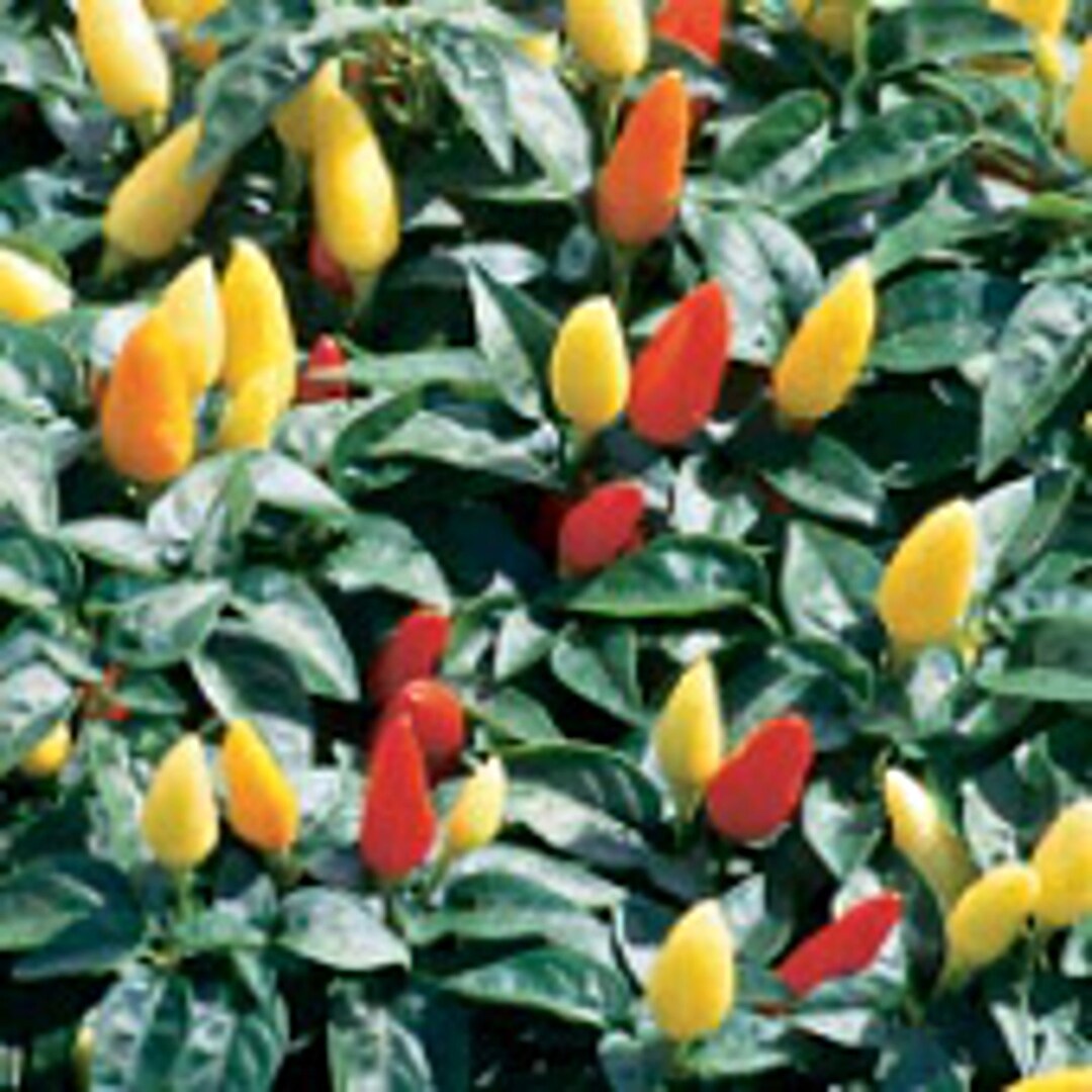 Prairie Fire Hot Peppers Seeds Etsy